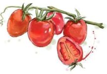 cherry-tomato